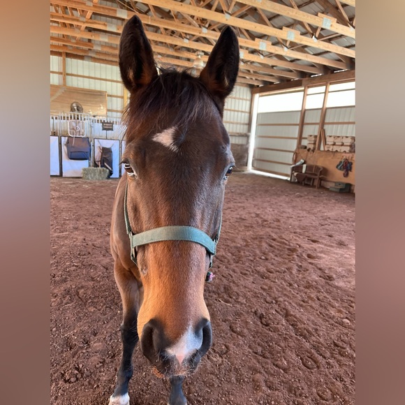 Meet your Posher, Lisa - Picture 2 of 4